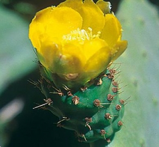  A preserved nature